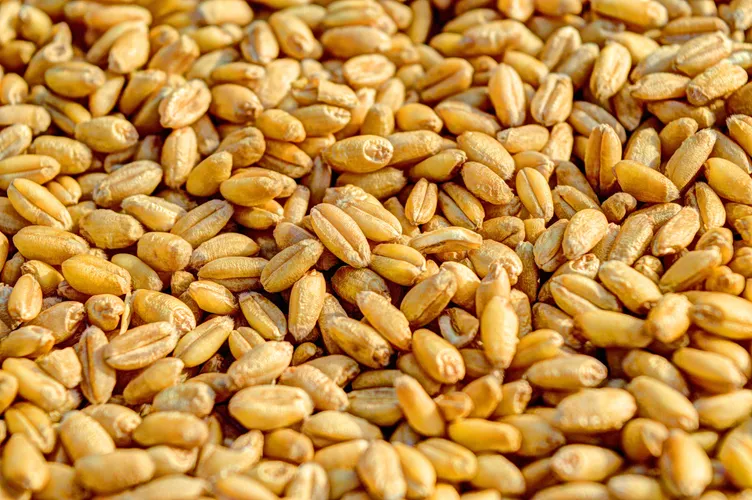 High Precision Protein Analysis Equipment: Achieving Precise Quantification of Agricultural Proteins